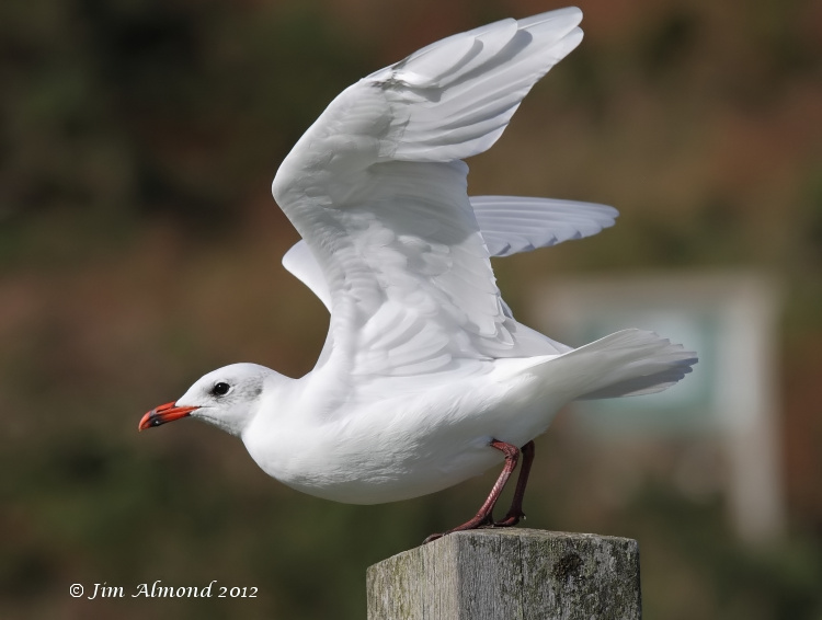 Mediterraneran Gull adult perched wingflap 29 9 12  IMG_9632